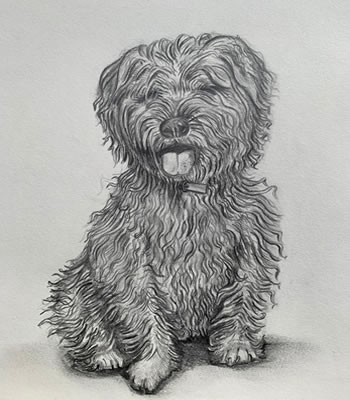 Pencil portrait of a dog